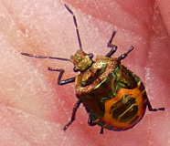 Bronze Shield Bug (Troilus luridus)