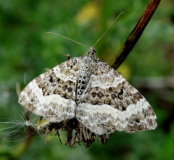 Common Carpet Moth (Epirrhoe alternata)