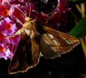 Gold Spot Moth (Plusia festucae)