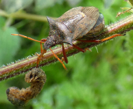 Spiked Shield Bug (Picromerus bidens)