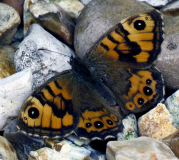 Wall Brown butterfly (Lasiommata megera)